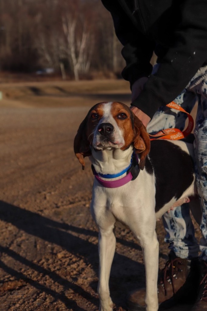 WE BARE BEARS-TABES, an adoptable Treeing Walker Coonhound in Crandon, WI, 54520 | Photo Image 1