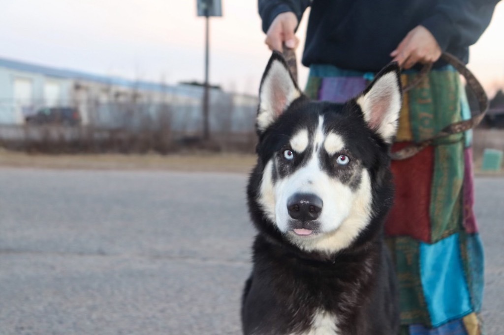 Thor, an adoptable Husky in Crandon, WI, 54520 | Photo Image 1