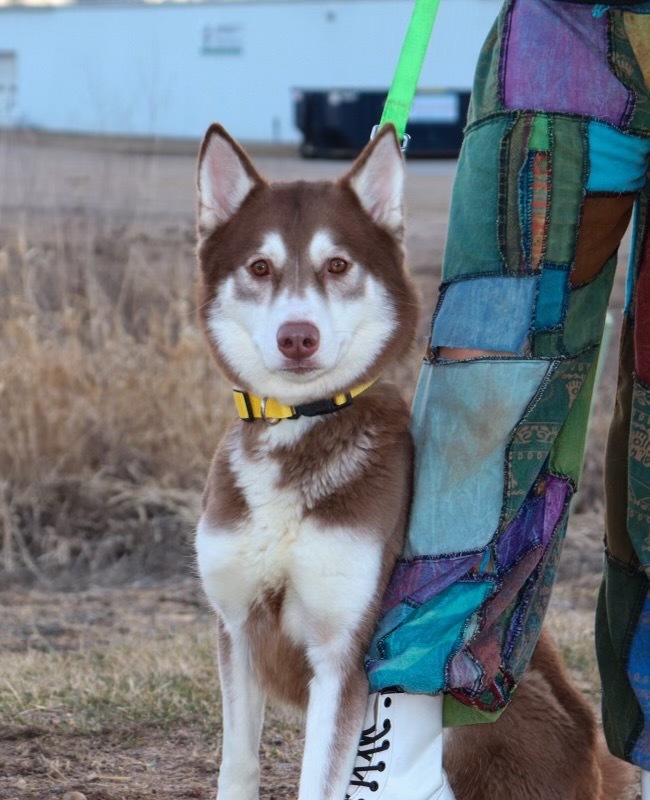 Thunder, an adoptable Husky in Crandon, WI, 54520 | Photo Image 1