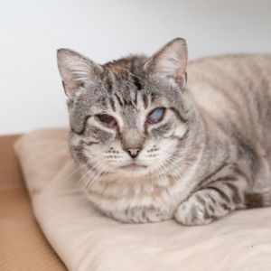 Mingus Domestic Short Hair Cat