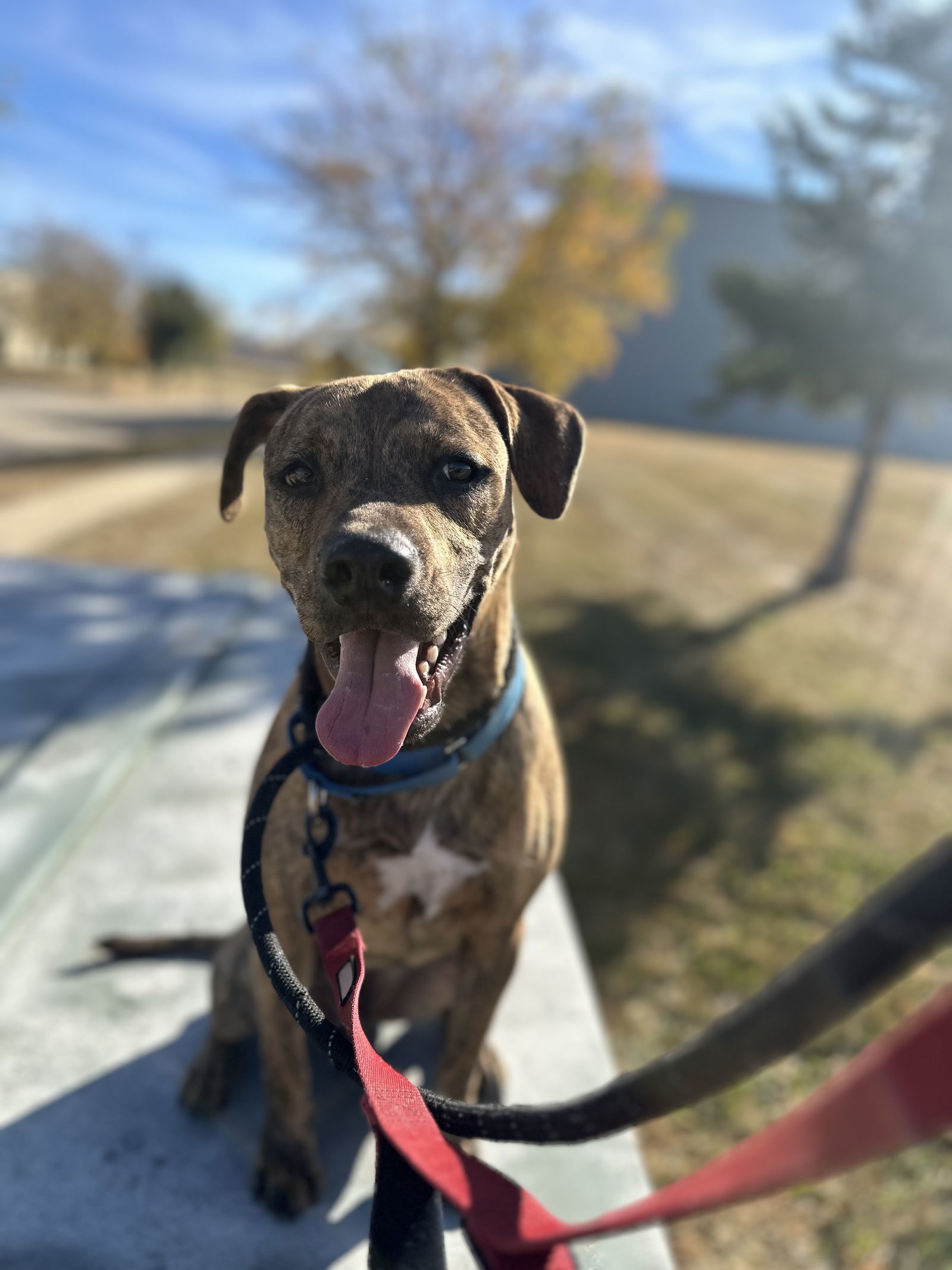 Brownie, an adoptable Pit Bull Terrier in Cedar Rapids, IA, 52405 | Photo Image 1