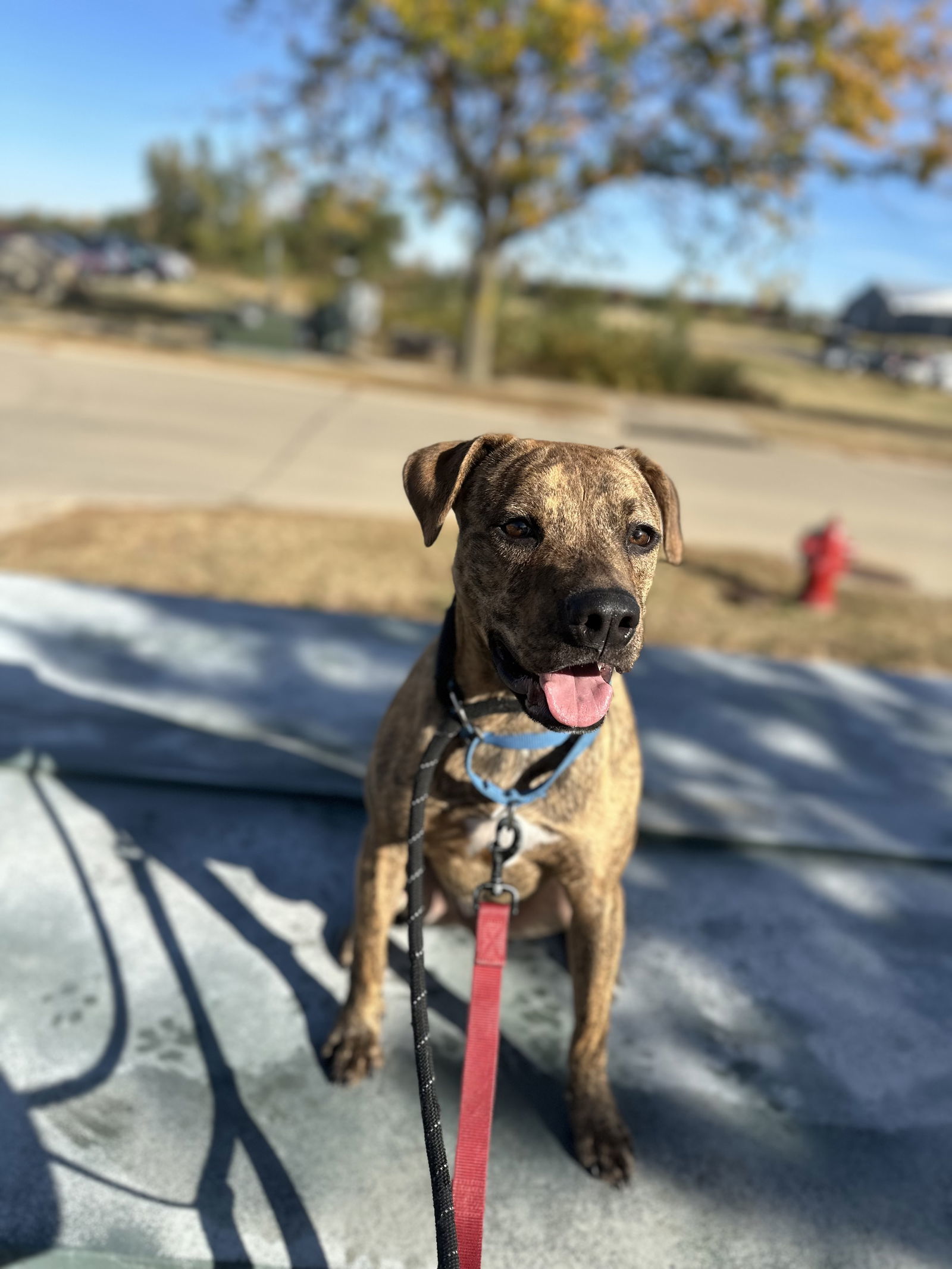 Brownie, an adoptable Pit Bull Terrier in Cedar Rapids, IA, 52405 | Photo Image 2