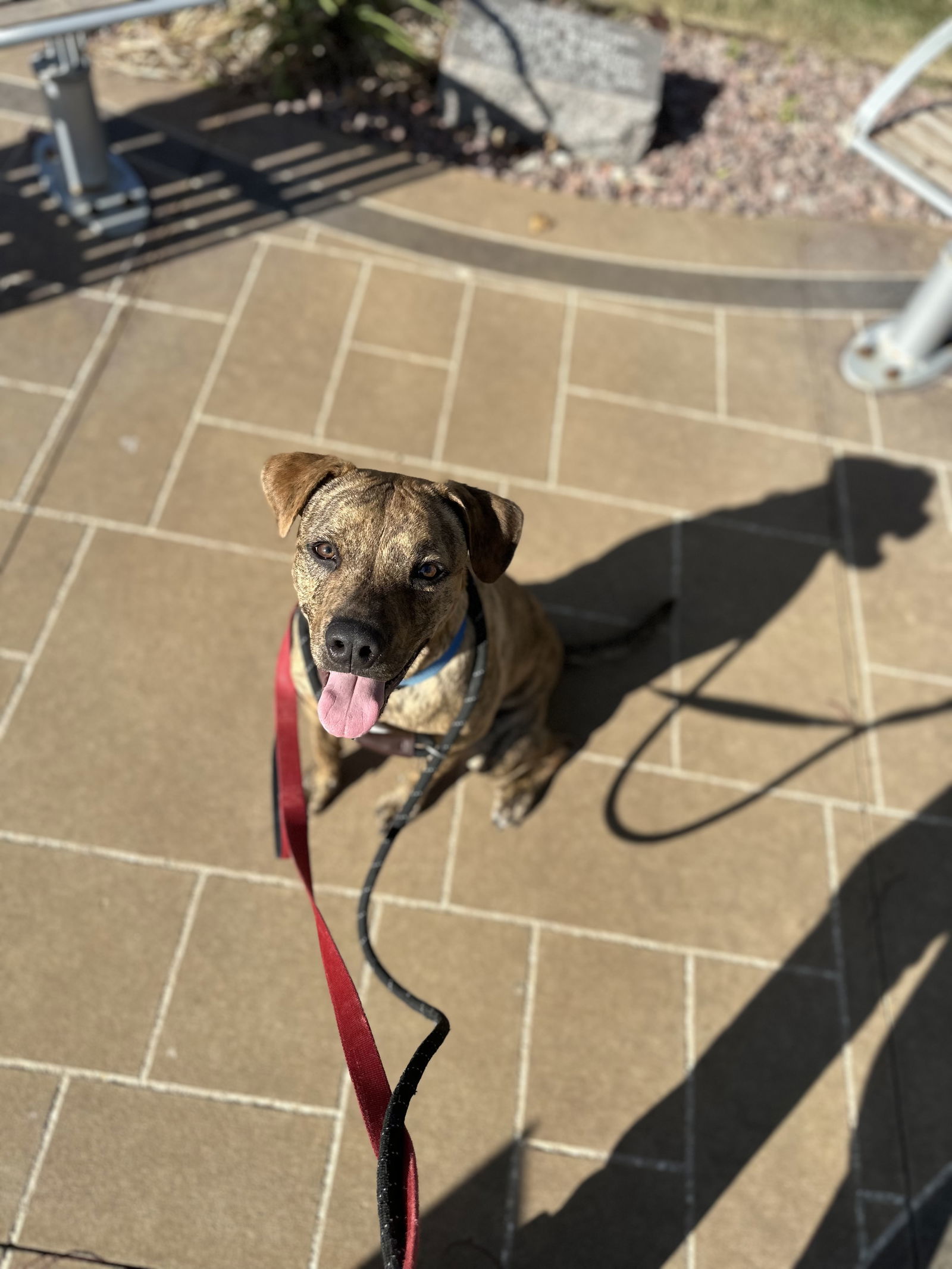 Brownie, an adoptable Pit Bull Terrier in Cedar Rapids, IA, 52405 | Photo Image 3