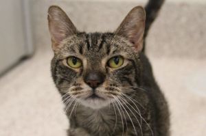 ASHER*, Senior Male Domestic Short Hair