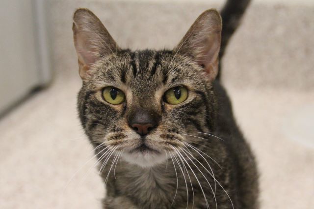 ASHER*, an adoptable Domestic Short Hair in Tucson, AZ, 85745 | Photo Image 1