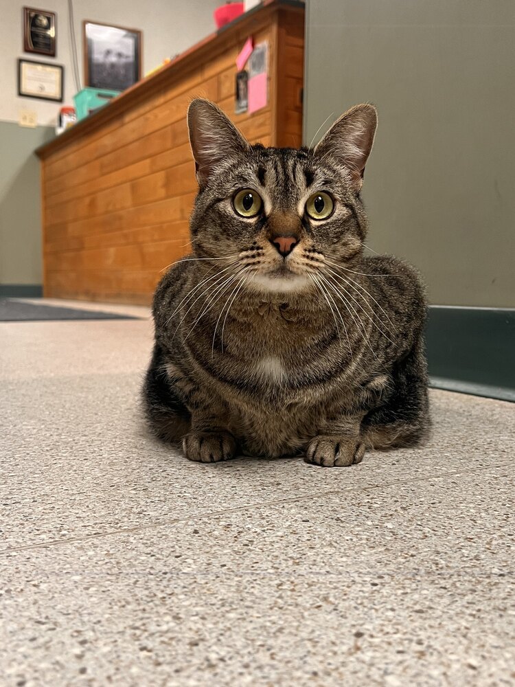 Purrnelopy, an adoptable Domestic Short Hair in Houghton, MI, 49931 | Photo Image 1