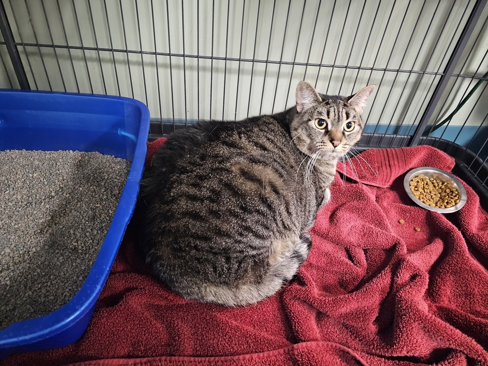 Purrnelopy, an adoptable Domestic Short Hair in Houghton, MI, 49931 | Photo Image 5