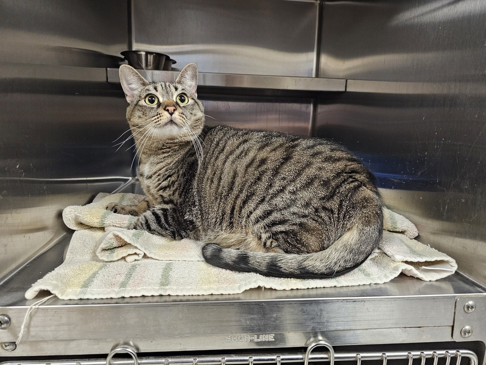 Purrnelopy, an adoptable Domestic Short Hair in Houghton, MI, 49931 | Photo Image 6