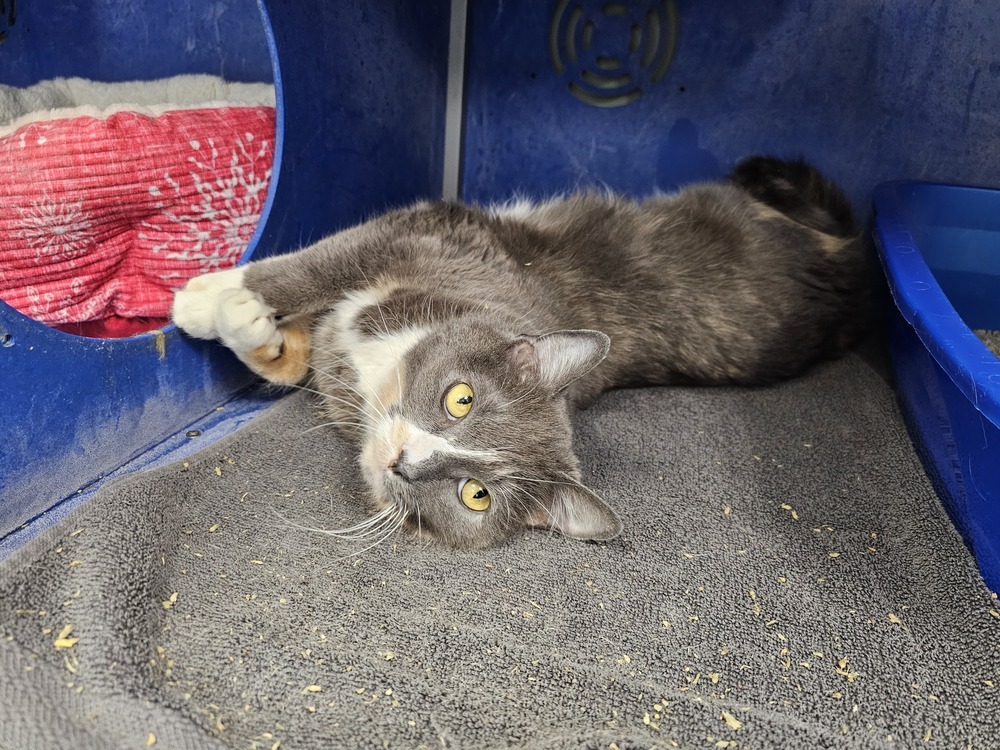 Midge, an adoptable Domestic Short Hair in Houghton, MI, 49931 | Photo Image 1