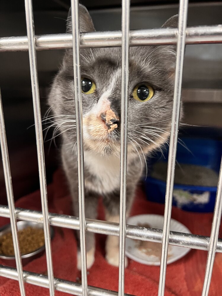 Midge, an adoptable Domestic Short Hair in Houghton, MI, 49931 | Photo Image 3