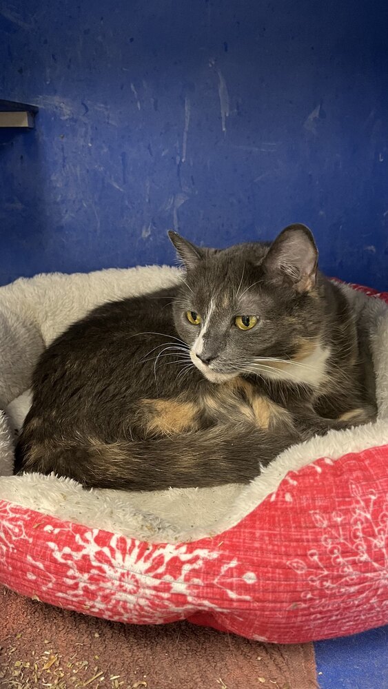 Midge, an adoptable Domestic Short Hair in Houghton, MI, 49931 | Photo Image 5