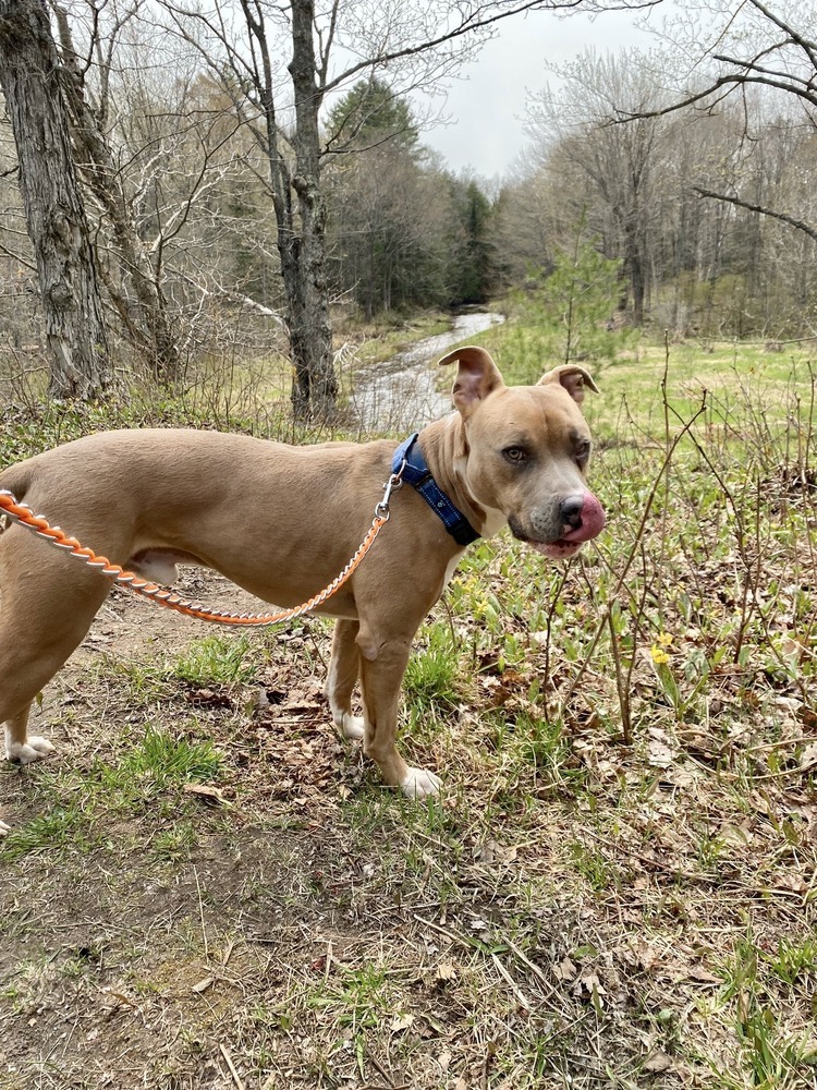 Moo, an adoptable Pit Bull Terrier in Houghton, MI, 49931 | Photo Image 3