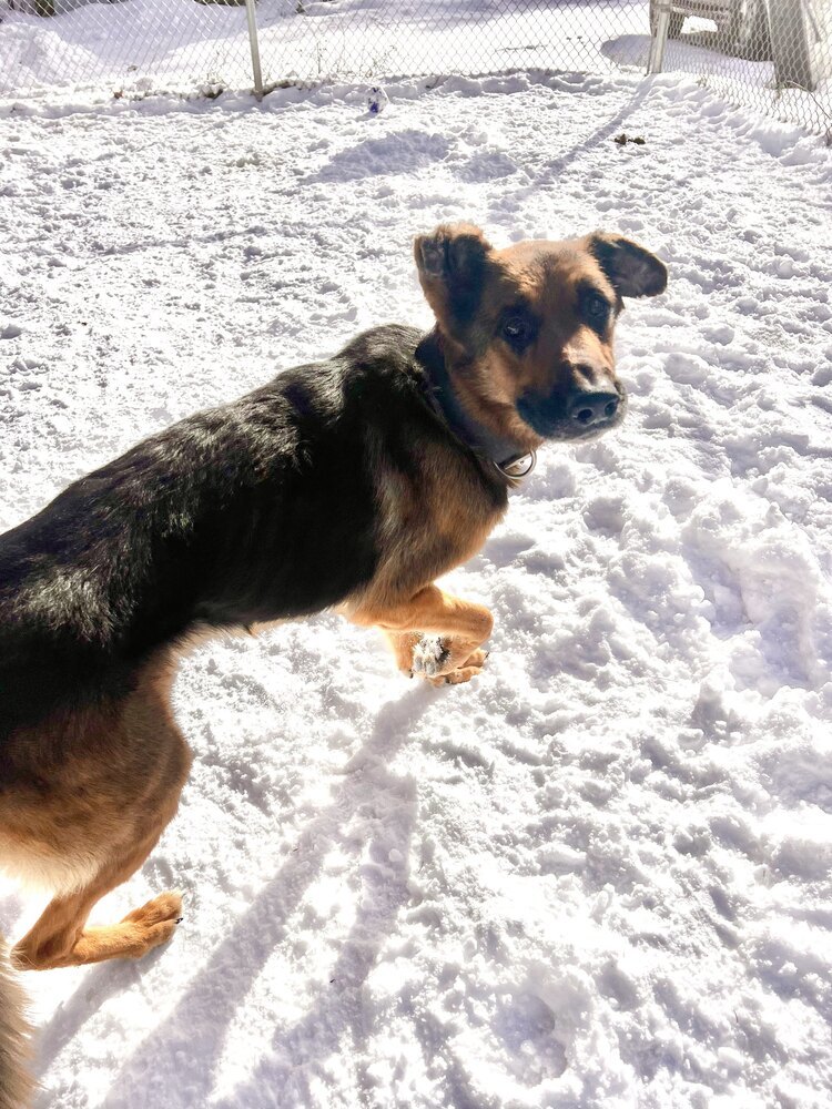Pepper, an adoptable German Shepherd Dog in Houghton, MI, 49931 | Photo Image 3