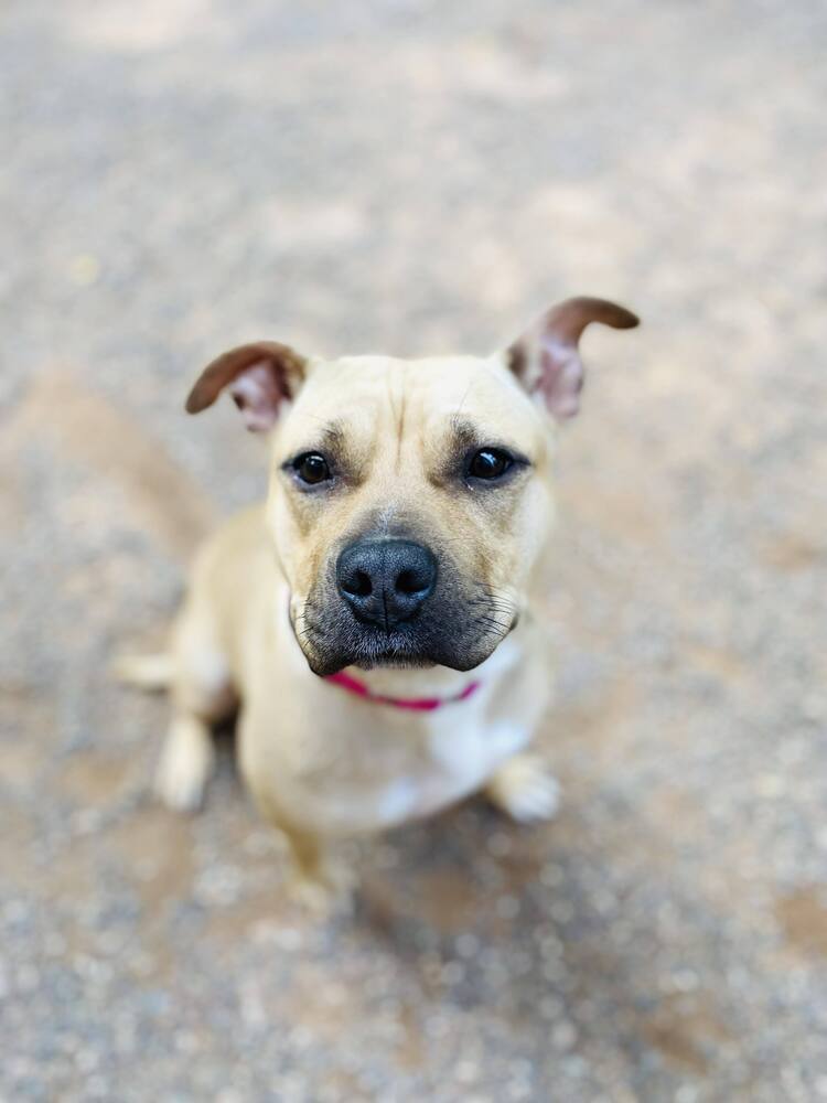 Laney, an adoptable Mixed Breed in Houghton, MI, 49931 | Photo Image 3