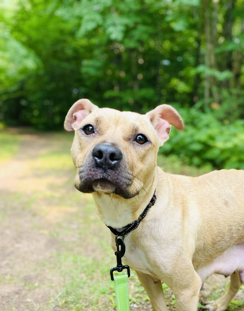 Laney, an adoptable Mixed Breed in Houghton, MI, 49931 | Photo Image 4