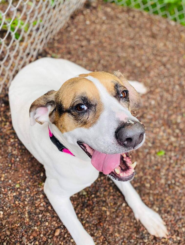 Cocolo, an adoptable Mixed Breed in Houghton, MI, 49931 | Photo Image 4