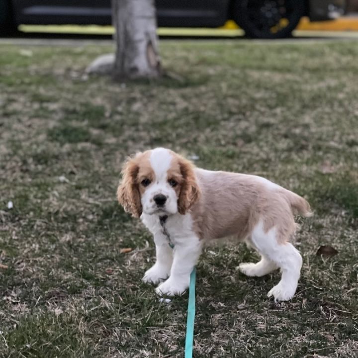 Petfinder store cocker spaniel