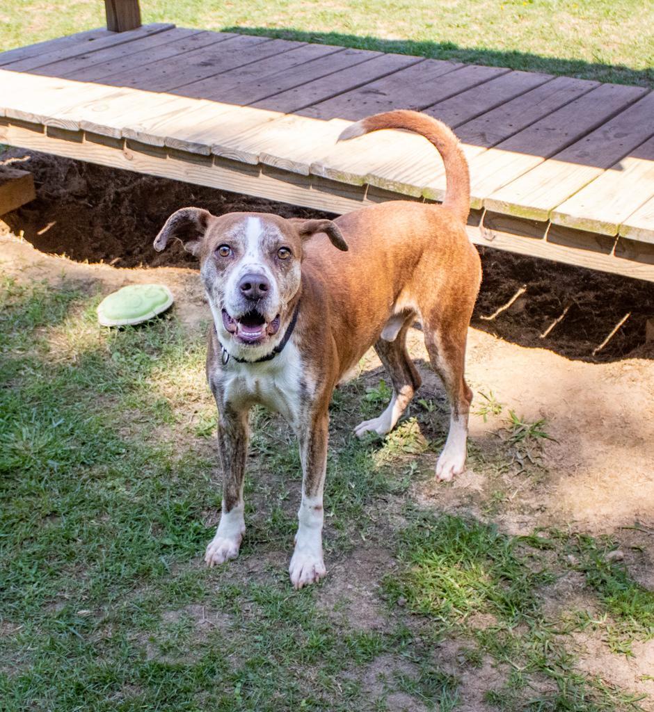 BUCKET, an adoptable Mixed Breed in Florence, SC, 29506 | Photo Image 1