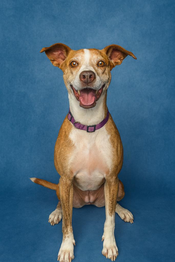 BUCKET, an adoptable Mixed Breed in Florence, SC, 29506 | Photo Image 1