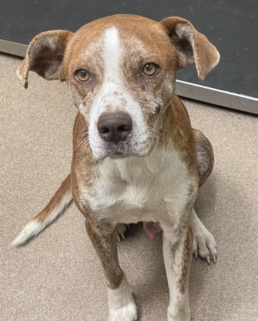 BUCKET, an adoptable Mixed Breed in Florence, SC, 29506 | Photo Image 2