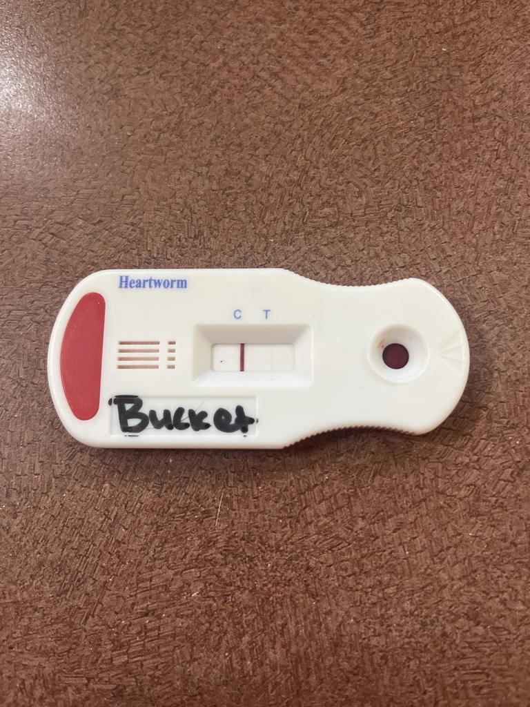 BUCKET, an adoptable Mixed Breed in Florence, SC, 29506 | Photo Image 2