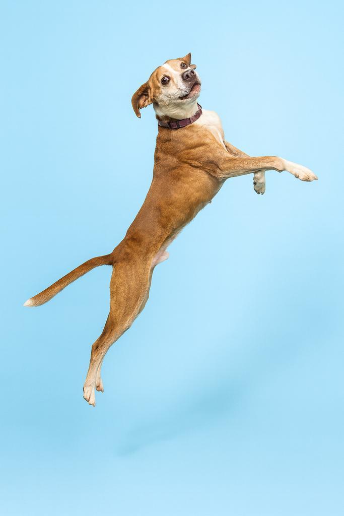 BUCKET, an adoptable Mixed Breed in Florence, SC, 29506 | Photo Image 3