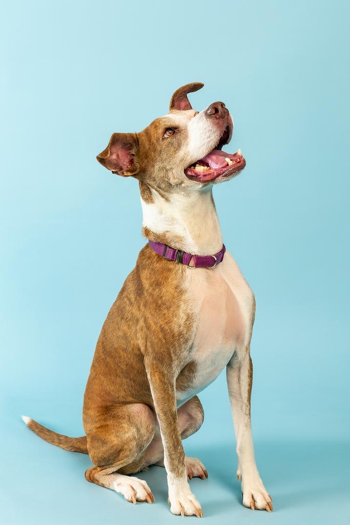 BUCKET, an adoptable Mixed Breed in Florence, SC, 29506 | Photo Image 4