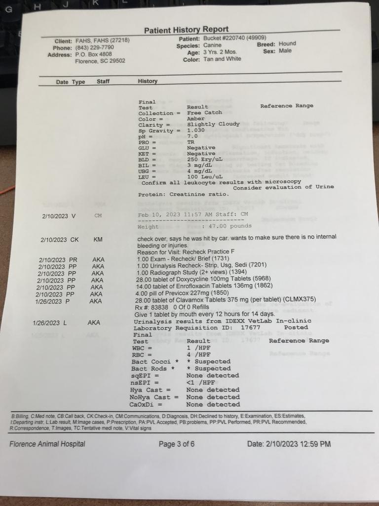 BUCKET, an adoptable Mixed Breed in Florence, SC, 29506 | Photo Image 5