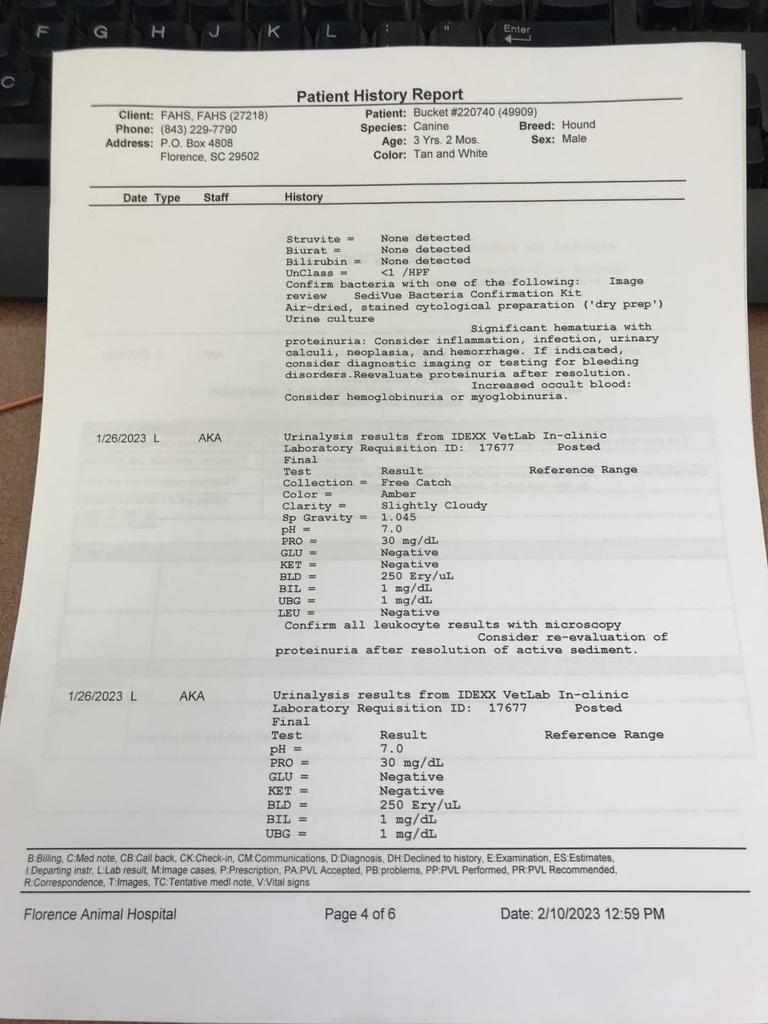 BUCKET, an adoptable Mixed Breed in Florence, SC, 29506 | Photo Image 6