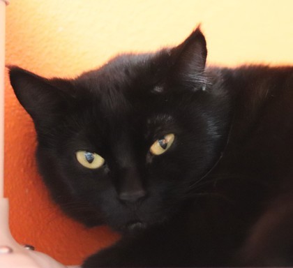 Raven, an adoptable Domestic Short Hair in Walla Walla, WA, 99362 | Photo Image 1