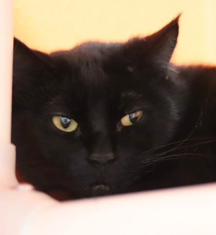 Raven, an adoptable Domestic Short Hair in Walla Walla, WA, 99362 | Photo Image 2