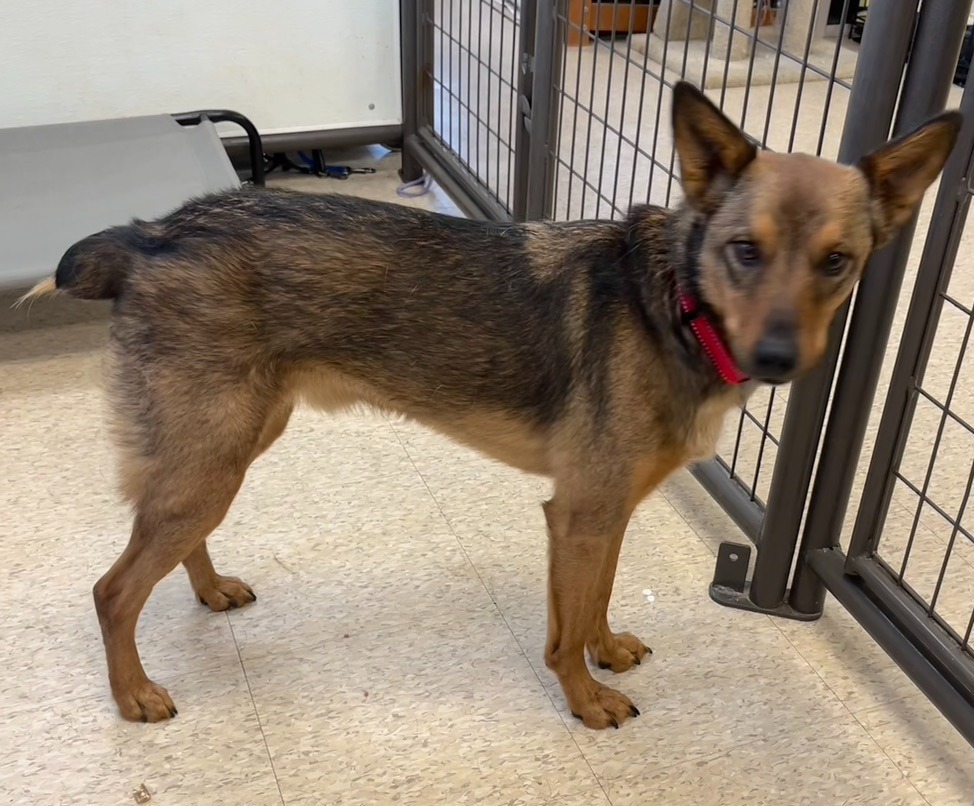 Toddy, an adoptable Cattle Dog, Australian Cattle Dog / Blue Heeler in Heber City, UT, 84032 | Photo Image 1