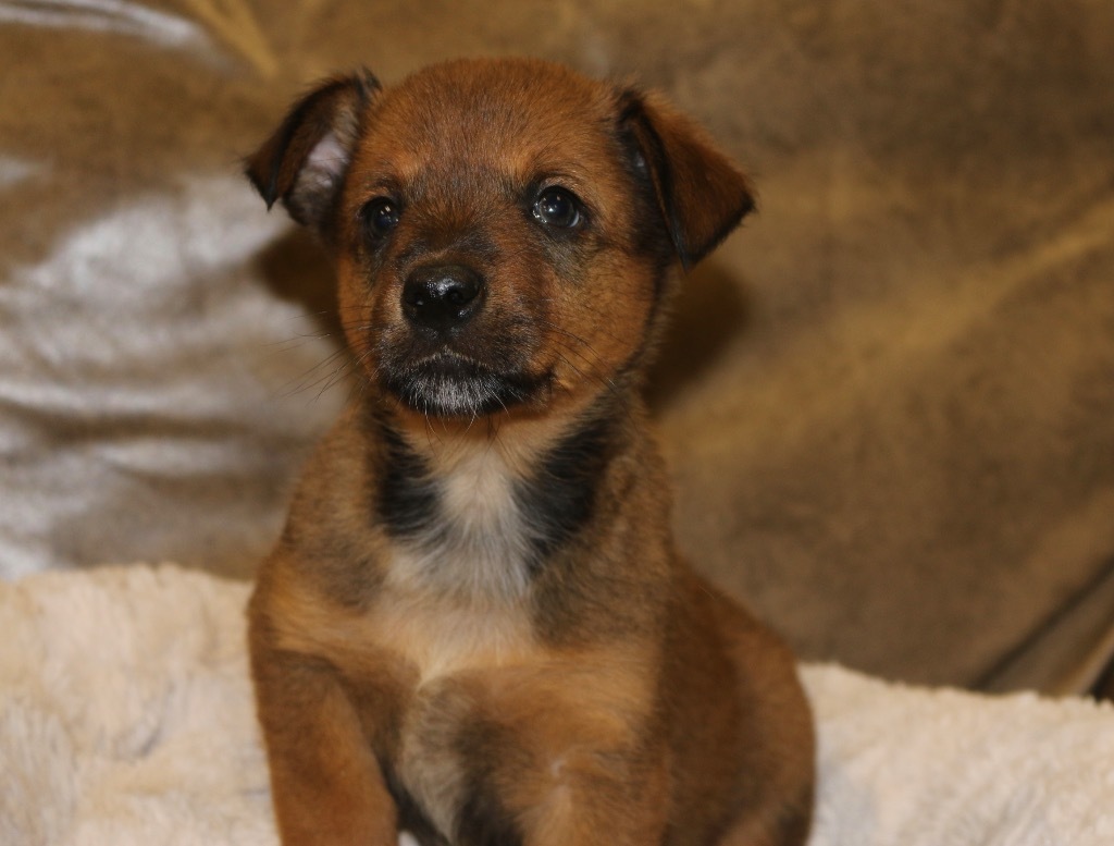 Toddy, an adoptable Cattle Dog, Australian Cattle Dog / Blue Heeler in Heber City, UT, 84032 | Photo Image 2