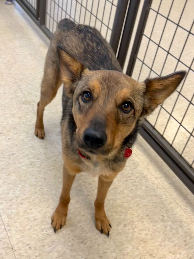 Toddy, an adoptable Cattle Dog, Australian Cattle Dog / Blue Heeler in Heber City, UT, 84032 | Photo Image 3