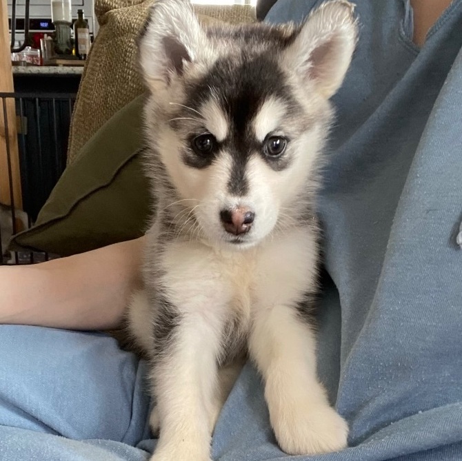 Pomsky petfinder hot sale