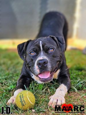 JD the male Staffordshire Age 2-3 years Weight Around 50lbs Why Im a 1010 Im a young and fun b