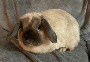 Mocha Lop Eared Rabbit