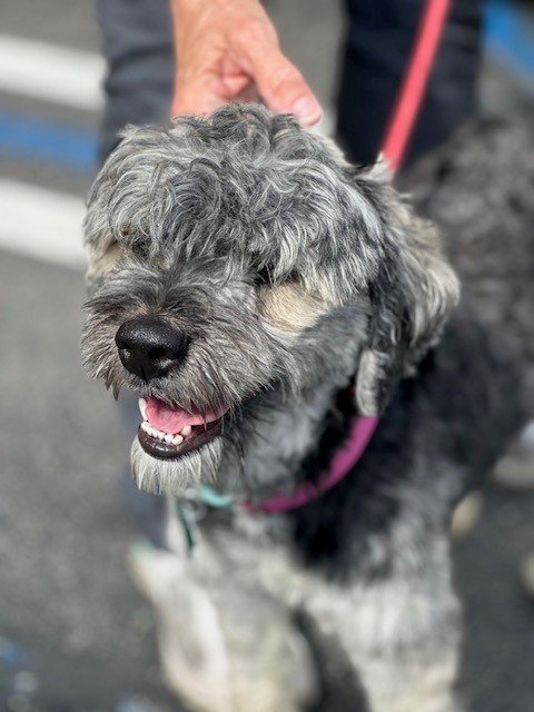 Ringo, an adoptable Schnauzer, Poodle in Costa Mesa, CA, 92627 | Photo Image 1