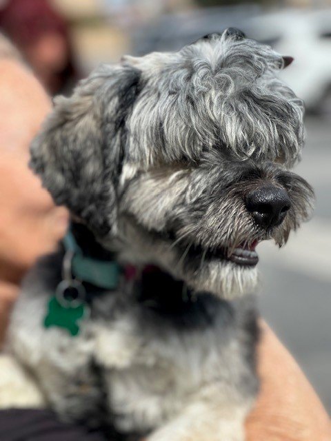 Ringo, an adoptable Schnauzer, Poodle in Costa Mesa, CA, 92627 | Photo Image 2