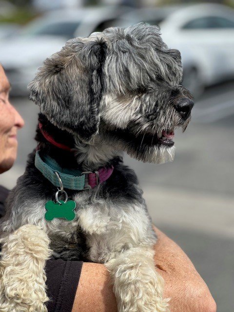 Ringo, an adoptable Schnauzer, Poodle in Costa Mesa, CA, 92627 | Photo Image 3