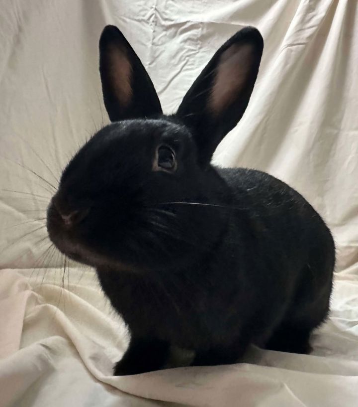 Broccolini 3