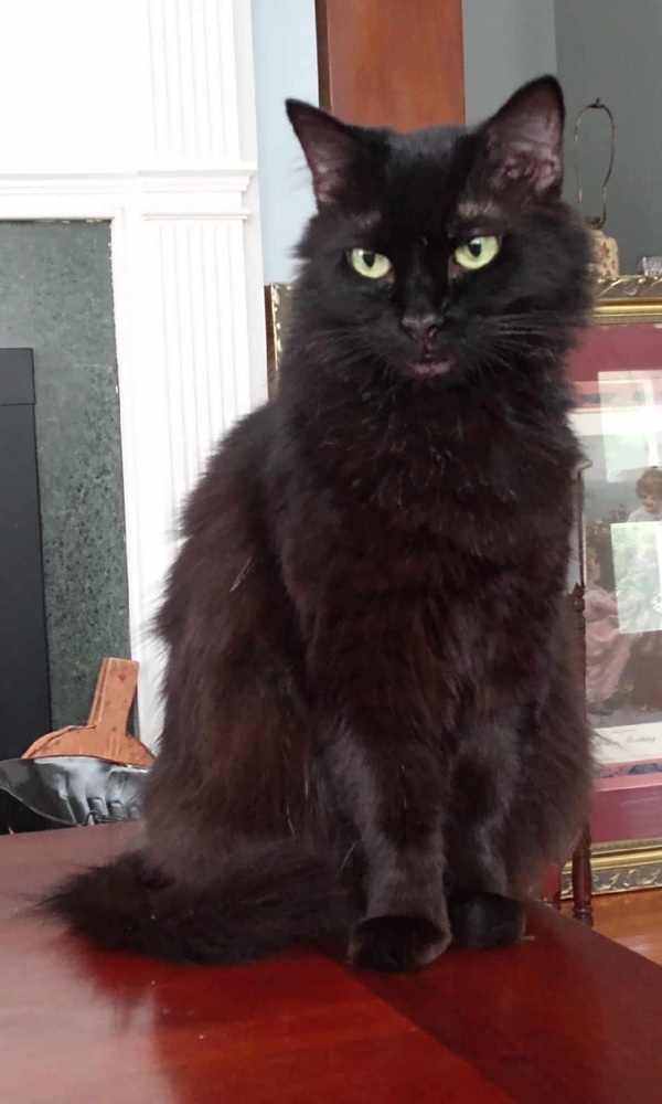 Sophia, an adoptable Domestic Long Hair in Wendell, NC, 27591 | Photo Image 1