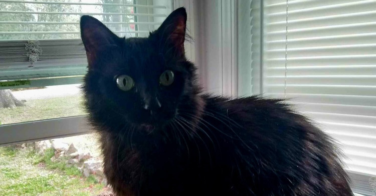 Sophia, an adoptable Domestic Long Hair in Wendell, NC, 27591 | Photo Image 2