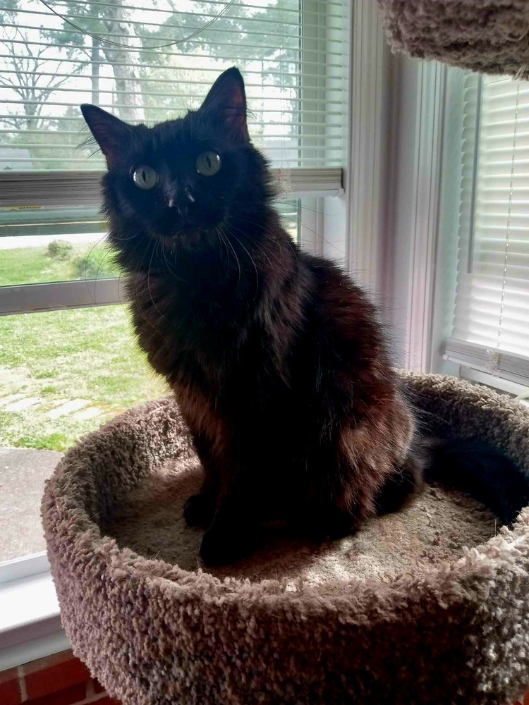 Sophia, an adoptable Domestic Long Hair in Wendell, NC, 27591 | Photo Image 3