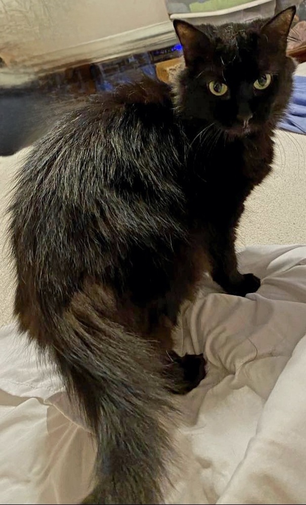 Sophia, an adoptable Domestic Long Hair in Wendell, NC, 27591 | Photo Image 4