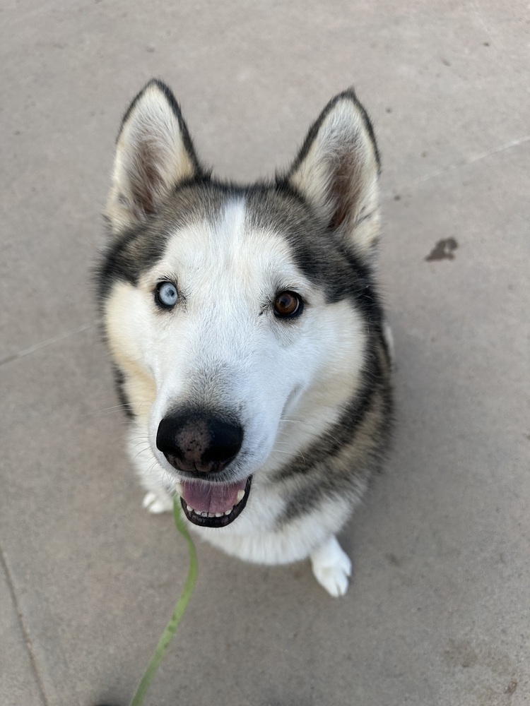 Archer, an adoptable Husky in Rapid City, SD, 57702 | Photo Image 1
