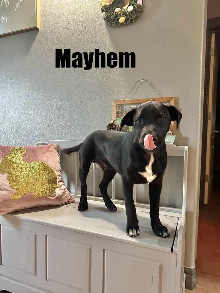 Mayhem