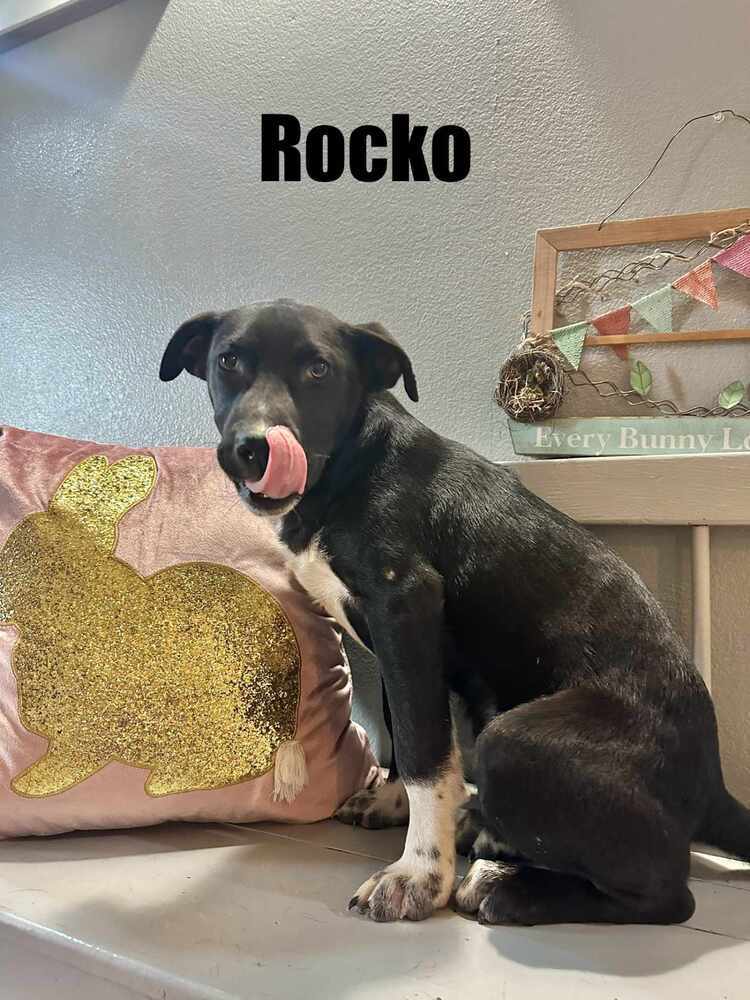 Rocko