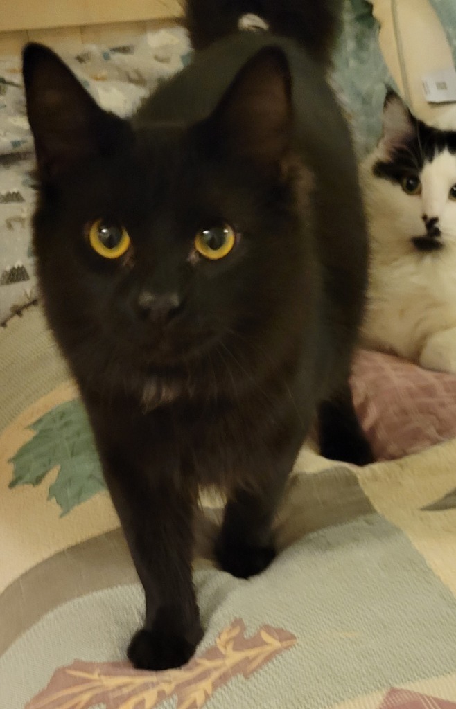 Harry Luck, an adoptable Domestic Medium Hair in Palmer, AK, 99645 | Photo Image 3