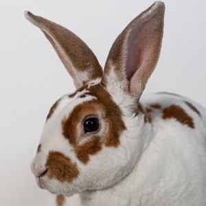 Emma Louise, Adult Female Rex